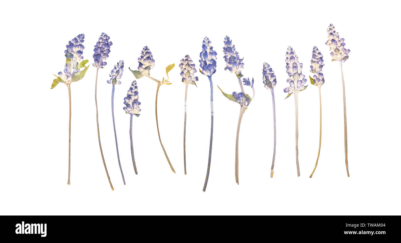 Ensemble de fleurs de lavande séchées pressé isolated on white Banque D'Images