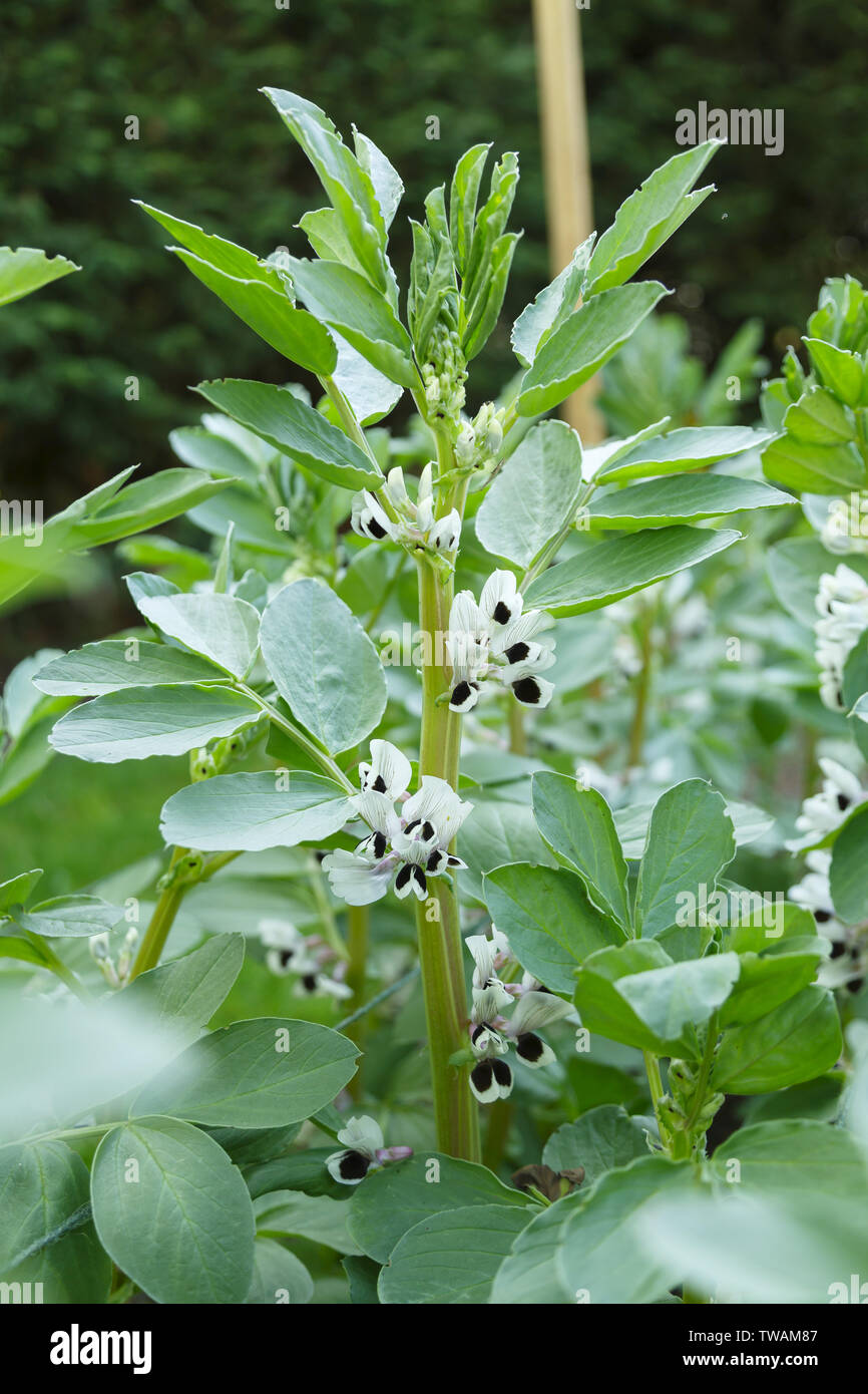 Fve plante avec fleurs blanches closeup Photo Stock - Alamy