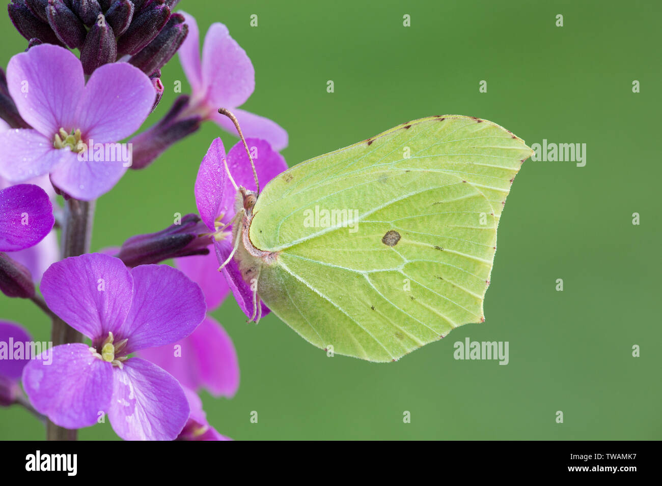 Brimstone papillon se nourrit sur une fleur dans un jardin Hampshire uk Banque D'Images