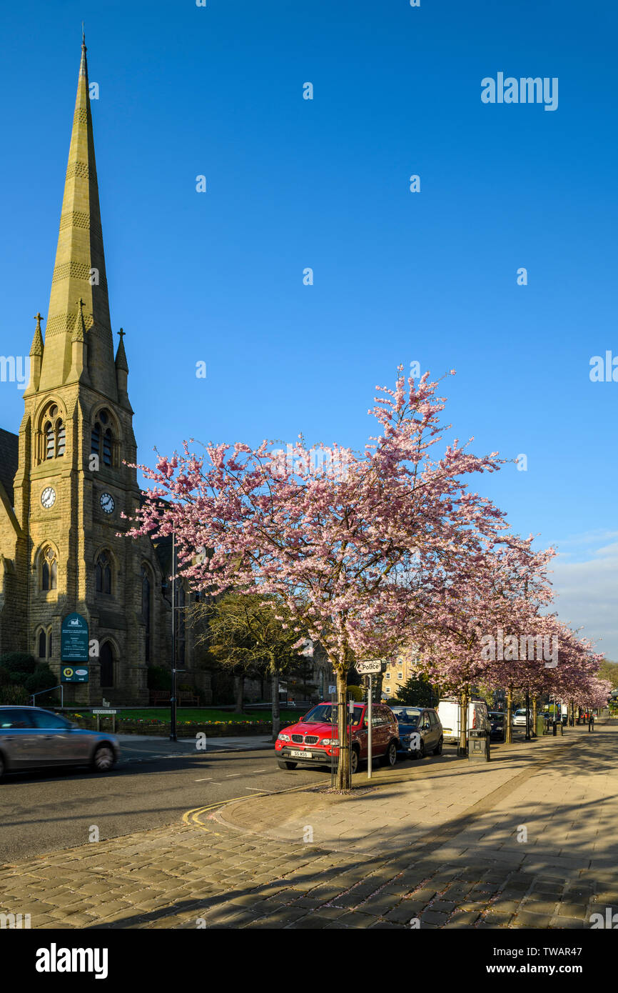 Paysage urbain - belle fleur rose sur cerisiers & high street church dans le pittoresque centre-ville, le printemps - le bosquet, Bradford, Yorkshire, Angleterre, Royaume-Uni Banque D'Images