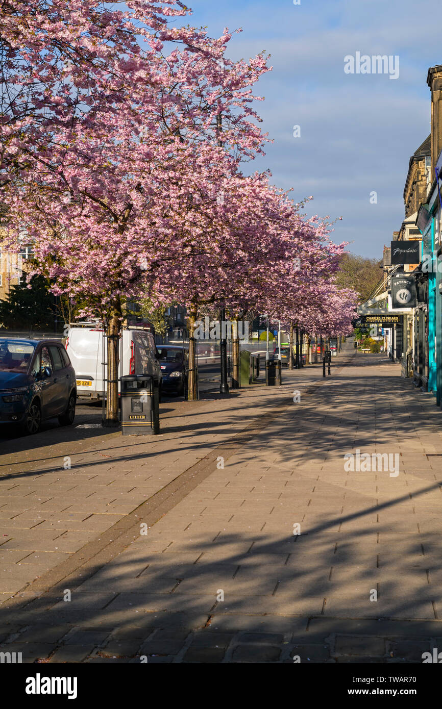 Paysage urbain - belle rose blossoming cherry trees & magasins dans le centre-ville pittoresque de printemps - le bosquet, Bradford, Yorkshire, Angleterre, Royaume-Uni. Banque D'Images