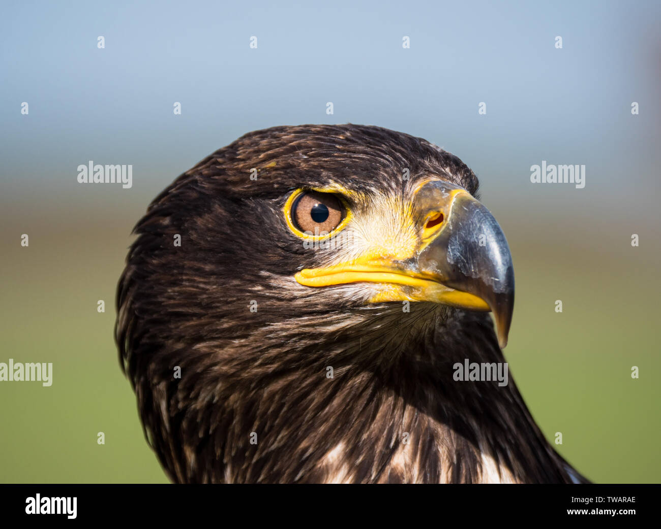 Close-up d'un pygargue à tête blanche immature ou Haliaeetus leucocephalus sur fond vert Banque D'Images