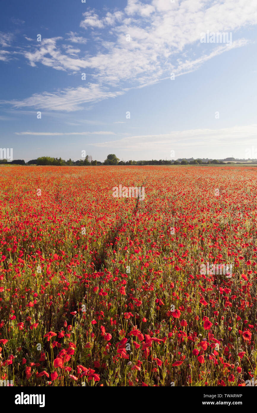 Météo France : le lever du soleil sur un champ de coquelicots par un beau matin de juin. Près de Messingham, Nord du Lincolnshire, au Royaume-Uni. 16 juin 2019. Banque D'Images