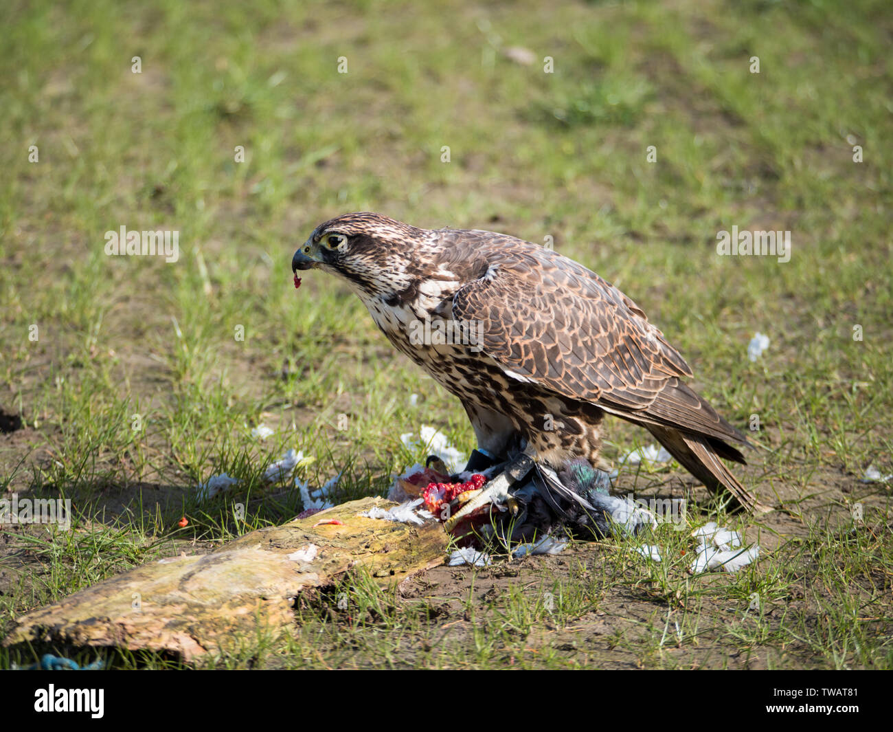 Falco biarmicus Lanner falcon ou dévore ses proies pigeon Banque D'Images