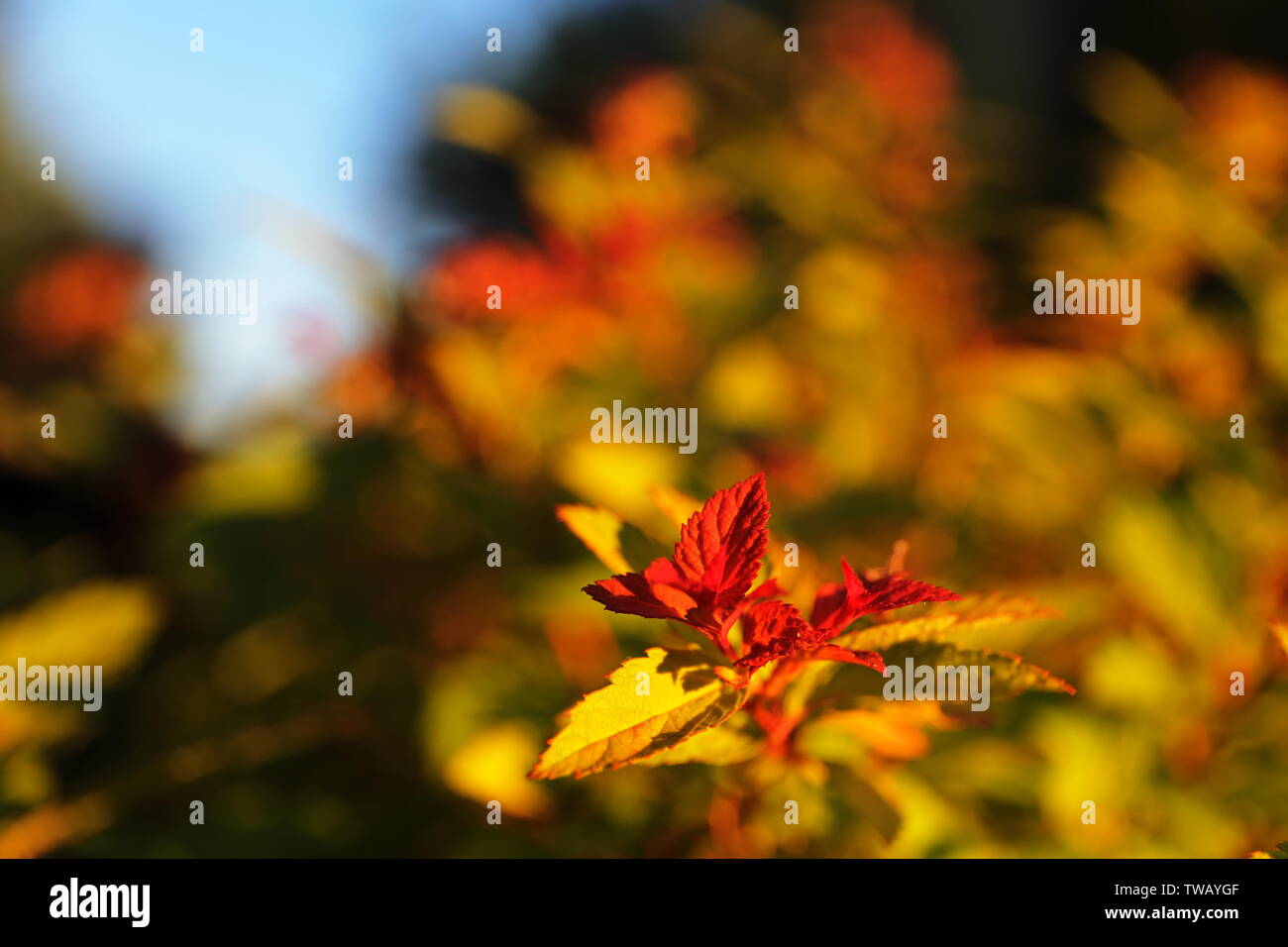 Gros plan du bush vert rose chaud avec conseils sous la lumière du soir Banque D'Images