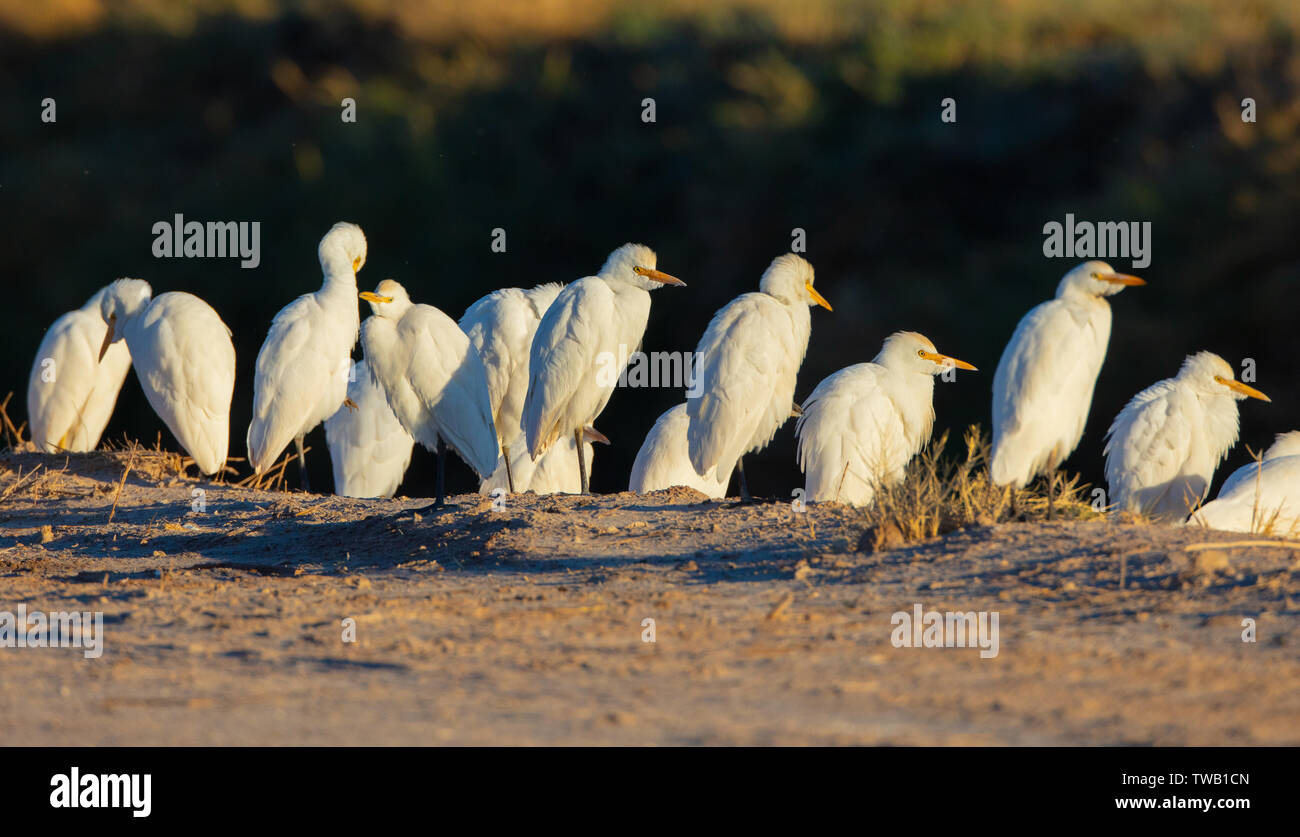 Un groupe de garde-boeufs (Bubulcus ibis) se tiennent près d'une route à la mer de Salton, California debout à côté d'une route à la mer de Salton, California Banque D'Images