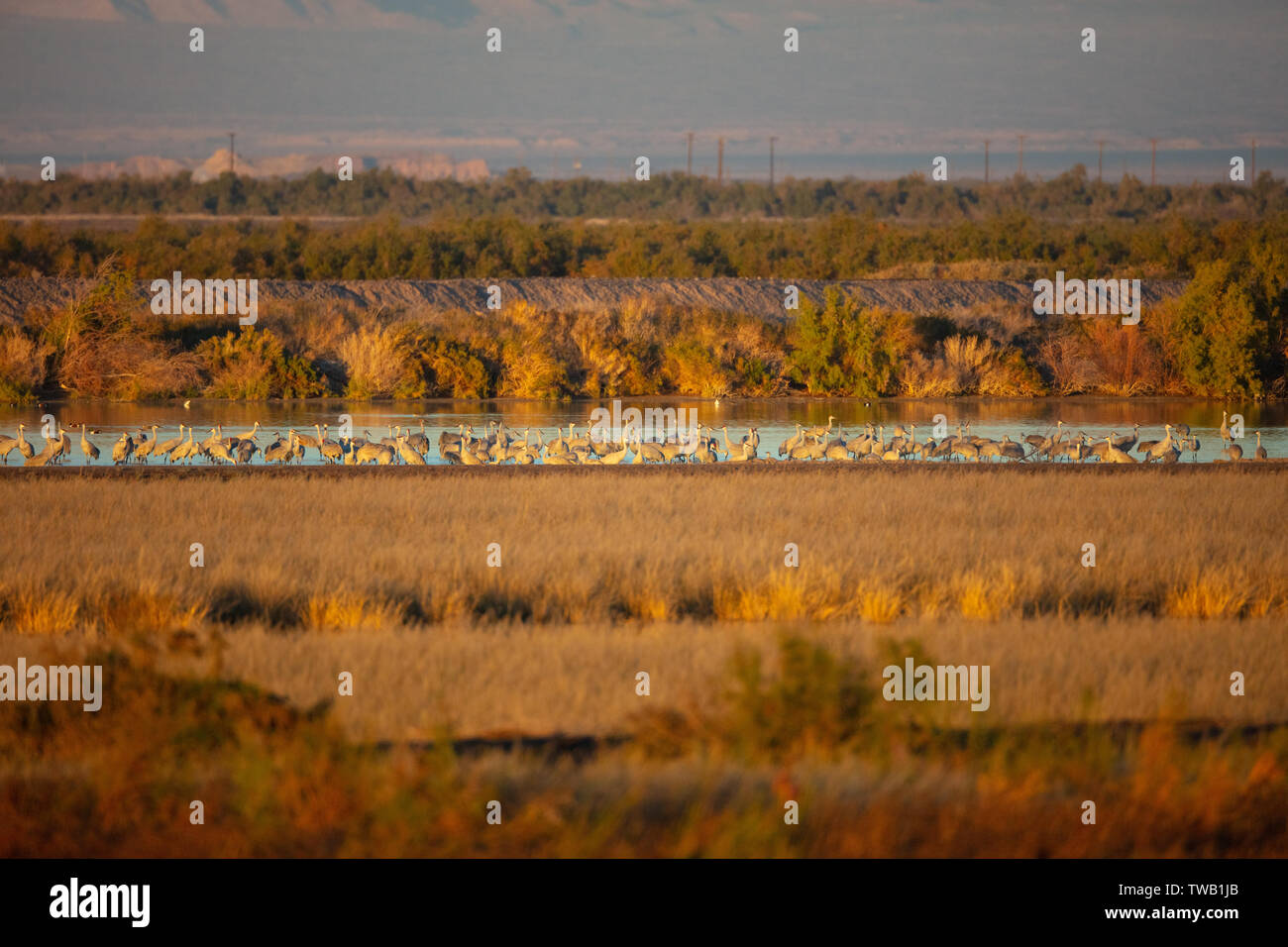 Un grand groupe de la grue Antigone (canadensis) terrains dans un marais à Salton Sea National Wildlife Refuge en Californie Banque D'Images