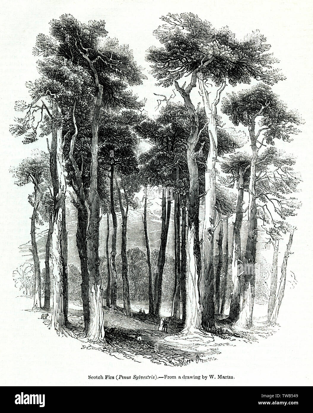 Scots firs, ou Scots pins, Pinus sylvestris Banque D'Images