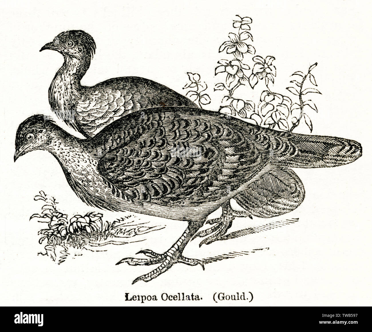 Leipoa ocellata ou Malleefowl, oiseau australien Banque D'Images