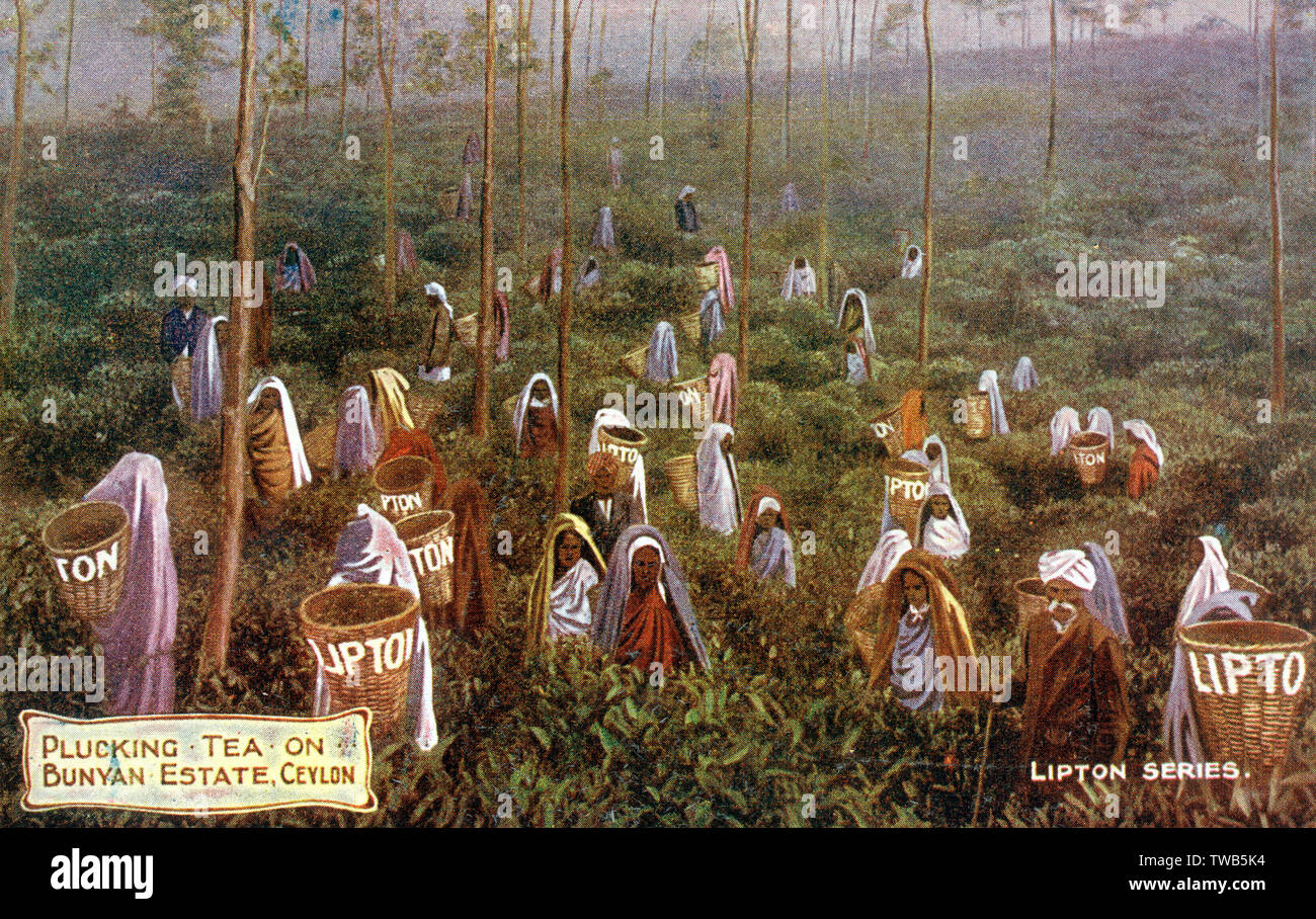 La plantation de thé Lipton - Sri Lanka - Bunyan Estate - Cueilleurs. Date : vers 1910 Banque D'Images