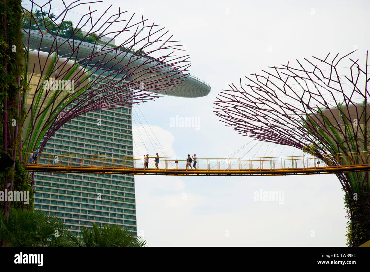 Dans le Skyway OCBC touristiques Supertree Grove au jardin par La Baie - Singapour Banque D'Images