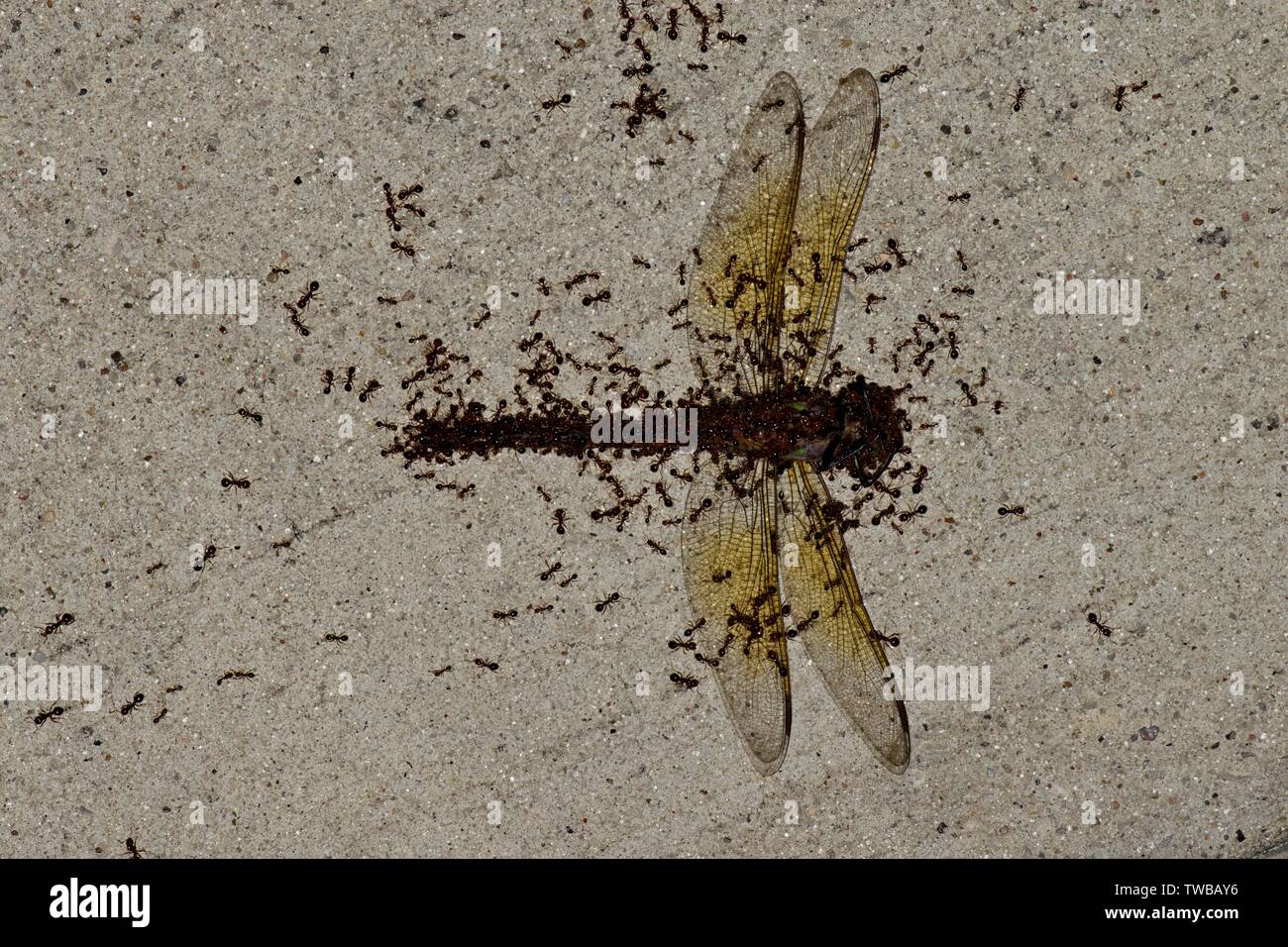 L'essaimage des fourmis rouges à travers le corps mort d'une libellule, elle augmente doucement et en prenant part à leur colonie. Banque D'Images