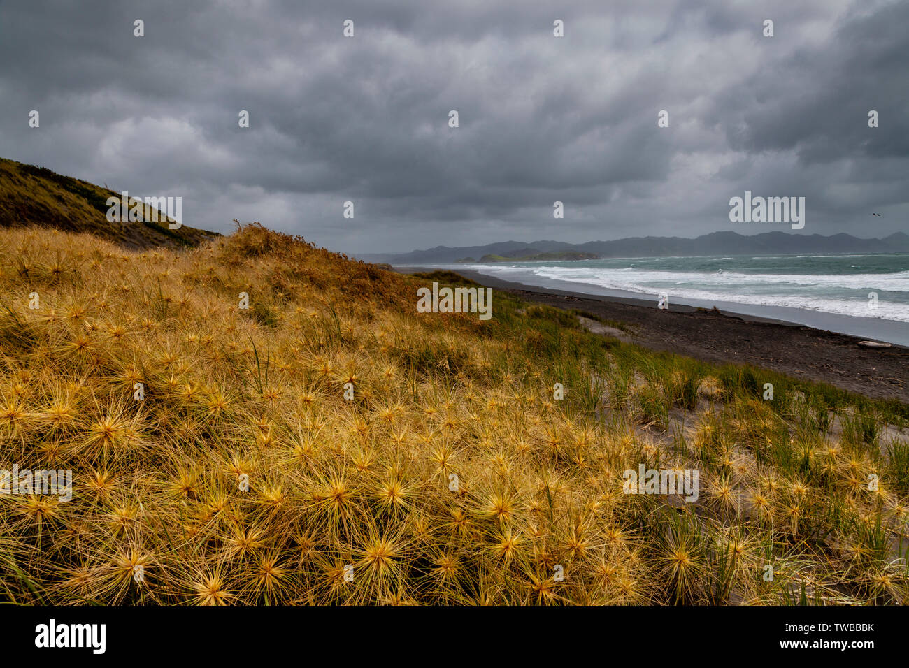 Hot Water Beach (Plage), de l'océan, île du Nord Kawhia, Nouvelle-Zélande Banque D'Images