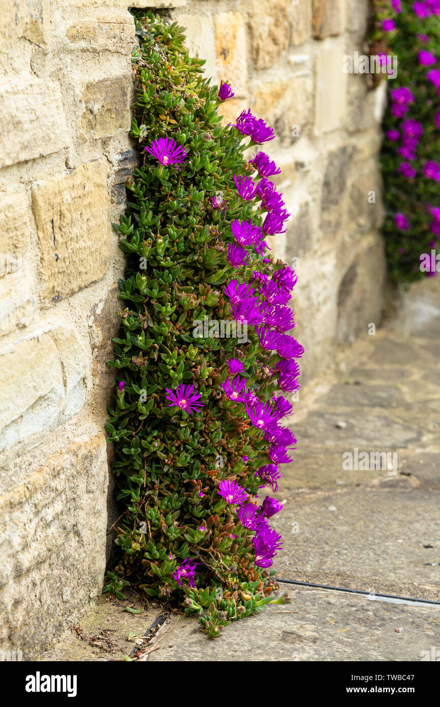 Usine de glace à fleurs violette en pleine croissance dans un mur. Banque D'Images