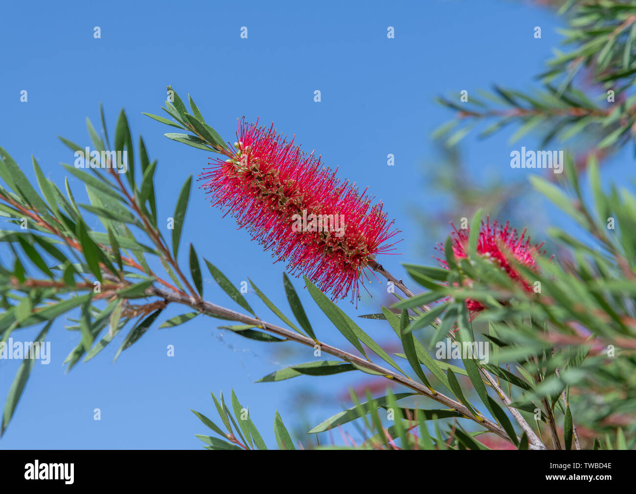 Brosse à bouteille rouge - l'arbre est Callistemon Banque D'Images