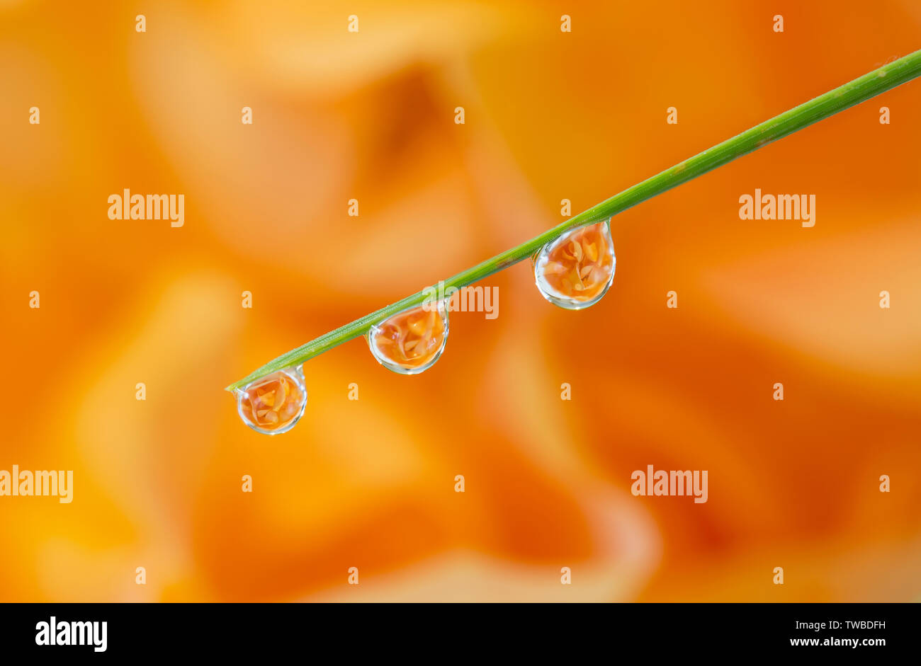 Close up, une macro photographie : reflet d'une belle fleur rose de couleur orange dans les gouttelettes d'eau suspendue à partir de la même feuille d'aiguilles de pin. Banque D'Images