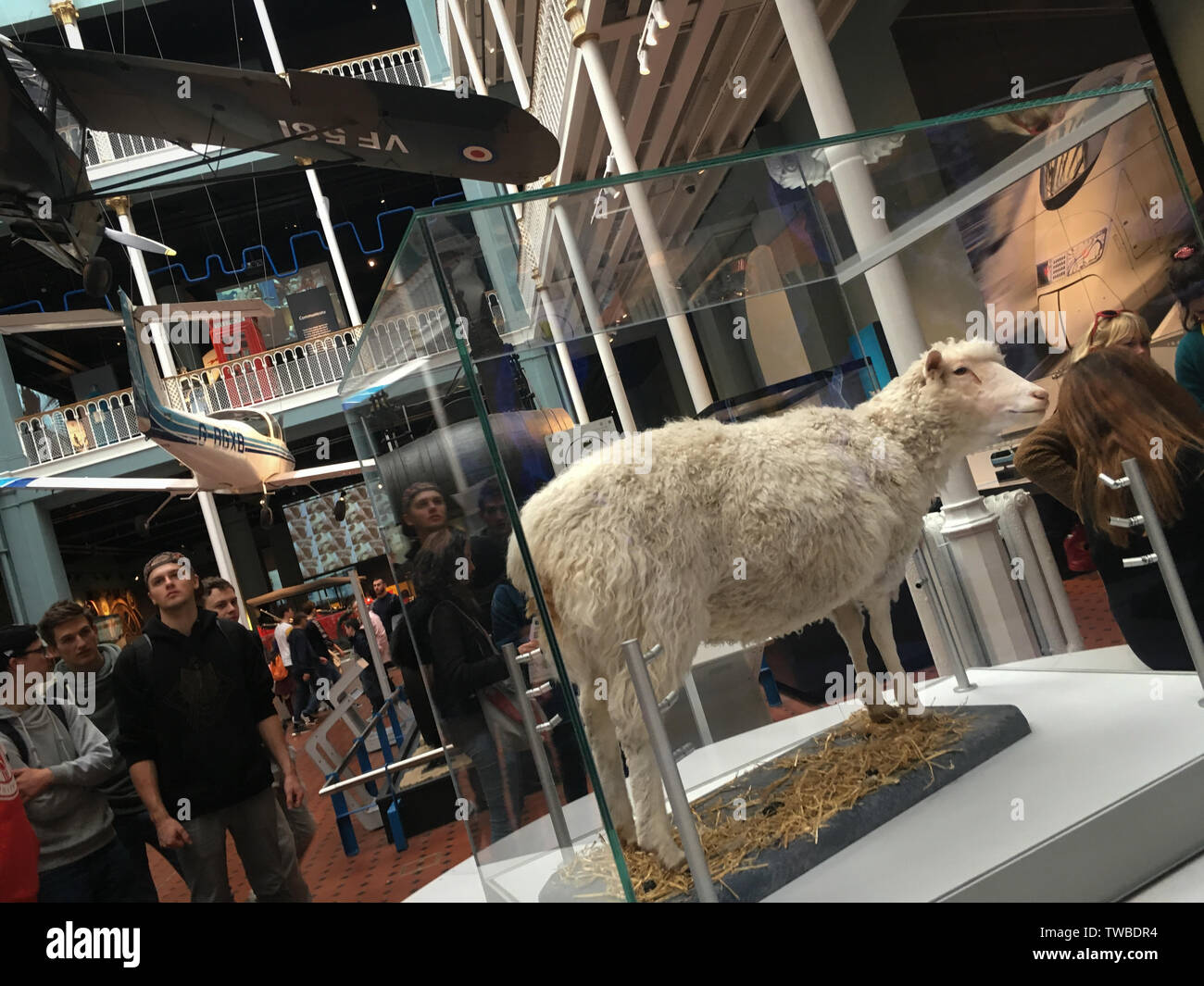 La brebis Dolly dans le Musée National d'Écosse, à Édimbourg, en Écosse. Banque D'Images