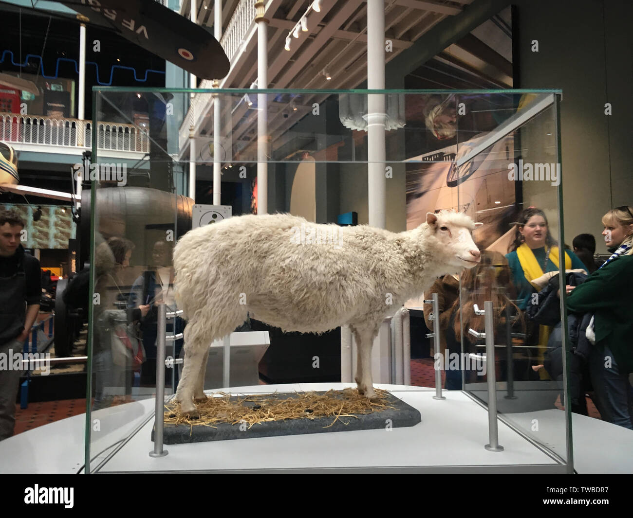 La brebis Dolly dans le Musée National d'Écosse, à Édimbourg, en Écosse. Banque D'Images