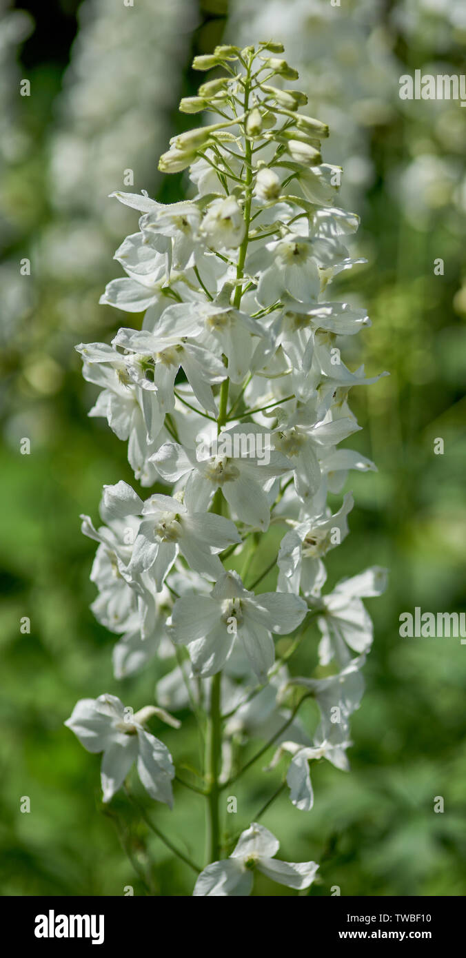 Delphinium blanc fleurs en pleine floraison le Delphinium Galahad Banque D'Images