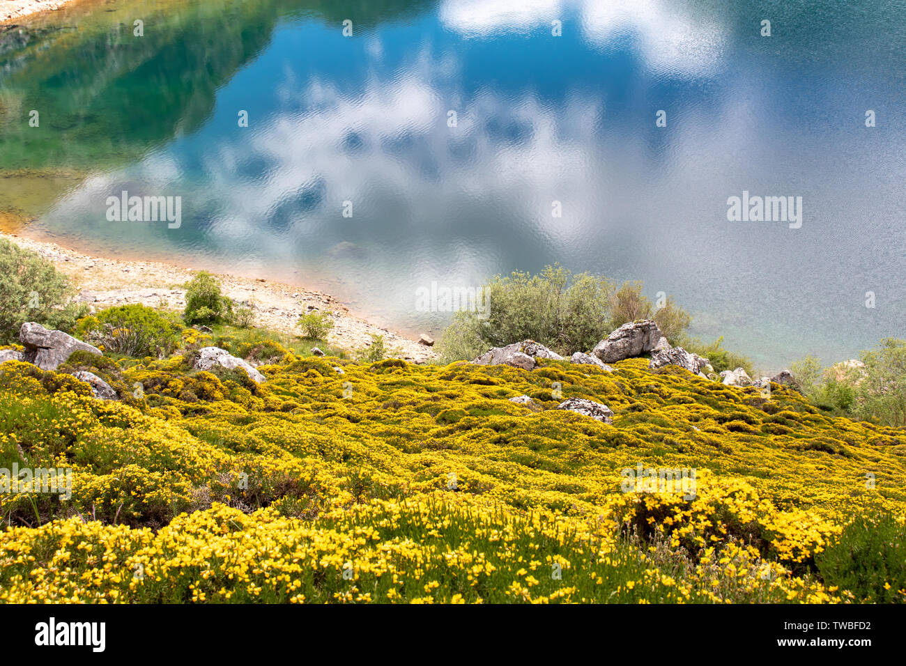 Paysage de printemps avec des fleurs jaunes près de la Saliencia Lacs de montagne. Cueva Lake dans le parc national de Somiedo, Asturies, Espagne. Je réflexions nuages Banque D'Images