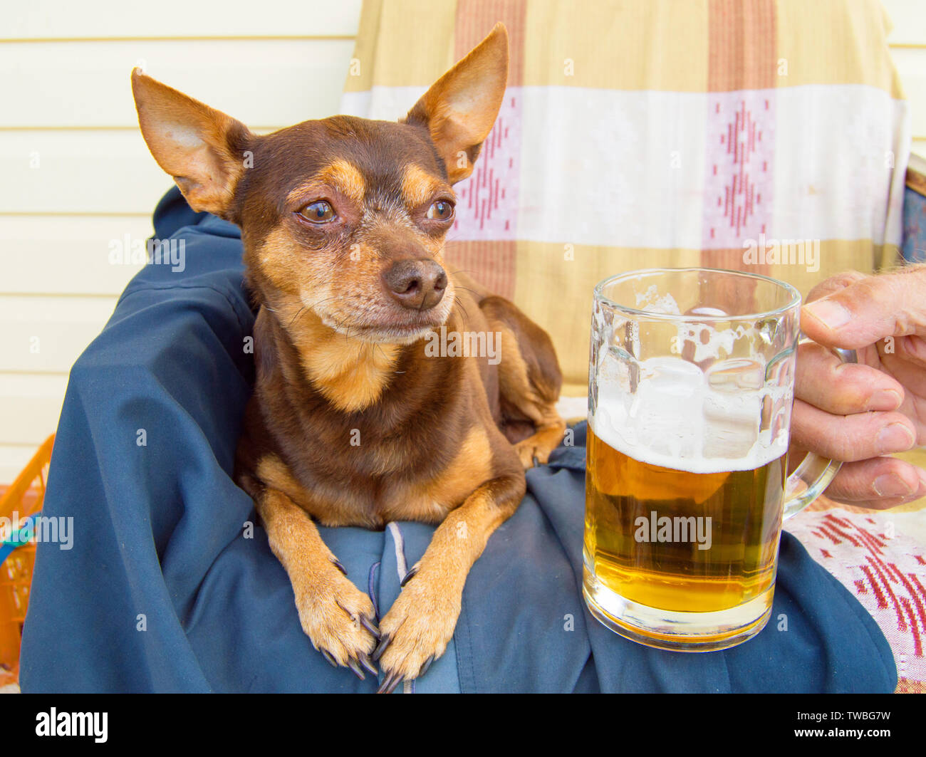 Chien Mignon Drole Avec Une Biere Qui Offre Son Proprietaire L Humour Photo Stock Alamy