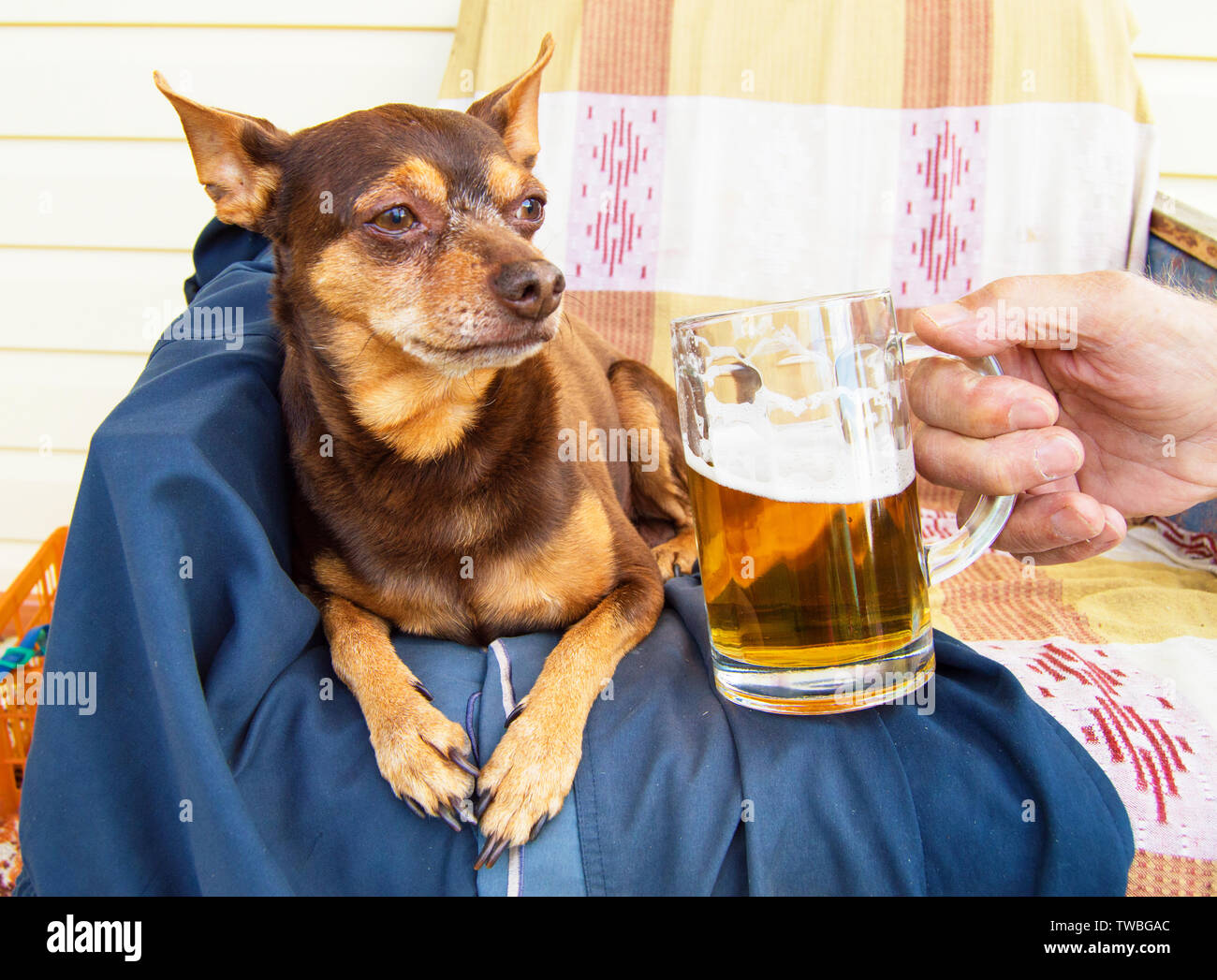 Chien Mignon Drole Avec Une Biere Qui Offre Son Proprietaire L Humour Photo Stock Alamy