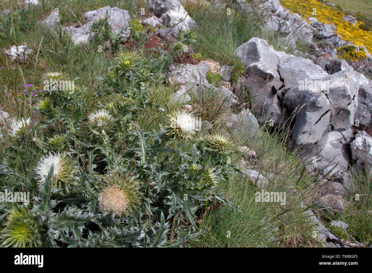 Carduus nutans phyllolepis plantes avec des fleurs blanches sur le pré alpin Banque D'Images