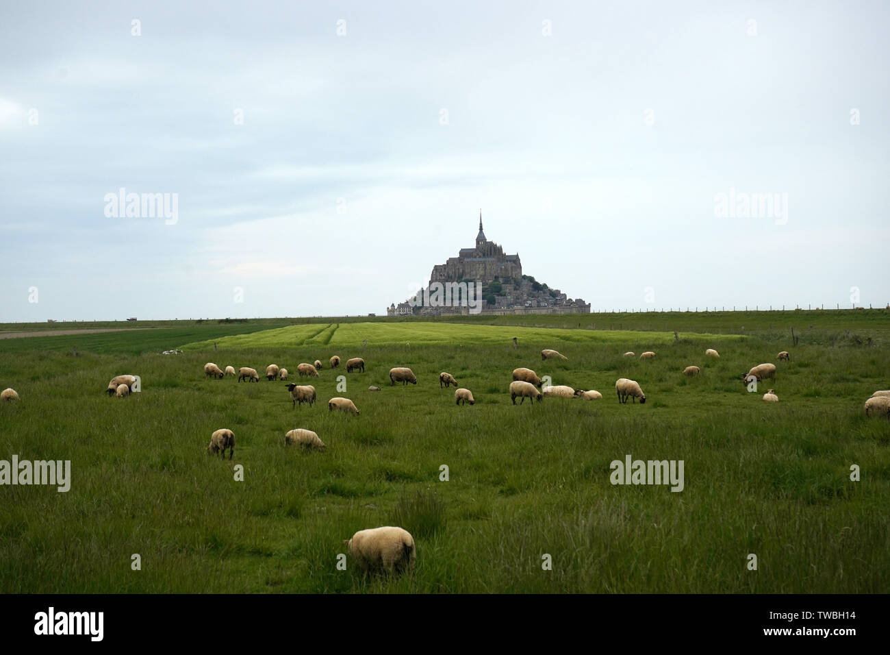 Mont st michel à marée basse Banque de photographies et d’images à ...