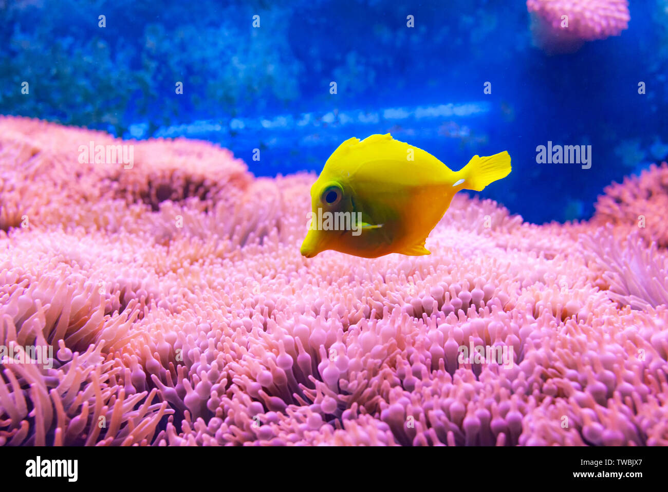 Tang jaune poisson, l'un des poissons les plus populaires dans l'aquaculture, poissons tropicaux d'Hawaï. Banque D'Images