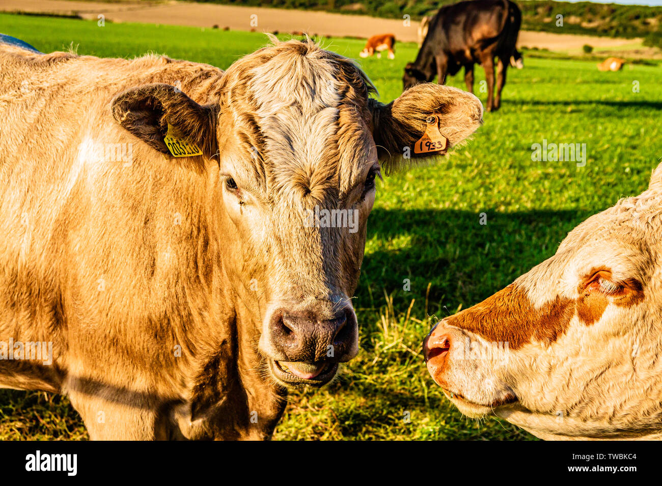Close up de vaches dans un champ dans le Northumberland, au Royaume-Uni. Septembre 2018. Banque D'Images