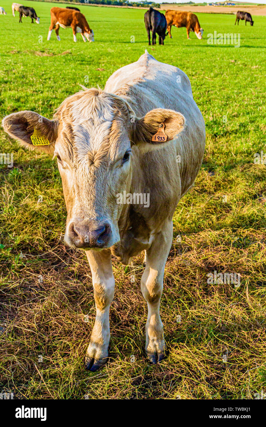 Vaches dans un champ dans le Northumberland, au Royaume-Uni. Septembre 2018. Banque D'Images