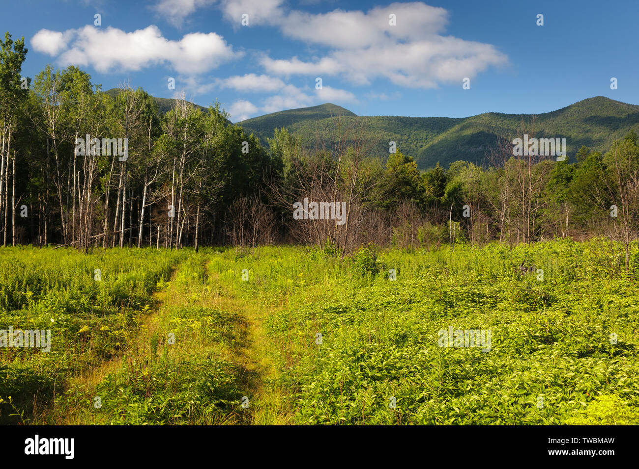 (Premier plan) repousse des forêts en 2011 trois mois  +/- après un brûlage contrôlé le long de l'autoroute Kancamagus dans les Montagnes Blanches du New Hampshire, États-Unis Banque D'Images