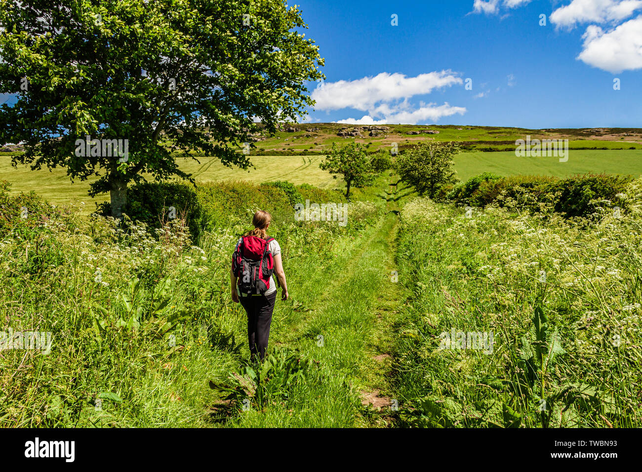 Un marcheur sur un sentier d'été verdoyante entre le hameau de Holburn et St Cuthbert's Cave, Northumberland, Angleterre. Juin 2019. Banque D'Images