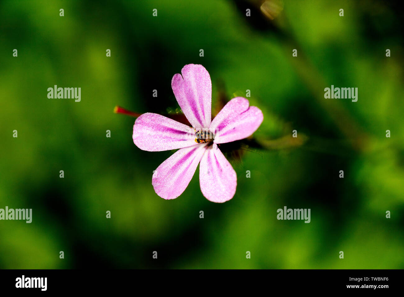 Famille geraniaceae fleur macro fond fine art dans des impressions de haute qualité produits cinquante mégapixels imprime Banque D'Images