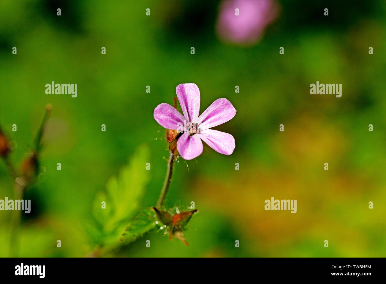 Famille geraniaceae fleur macro fond fine art dans des impressions de haute qualité produits cinquante mégapixels imprime Banque D'Images