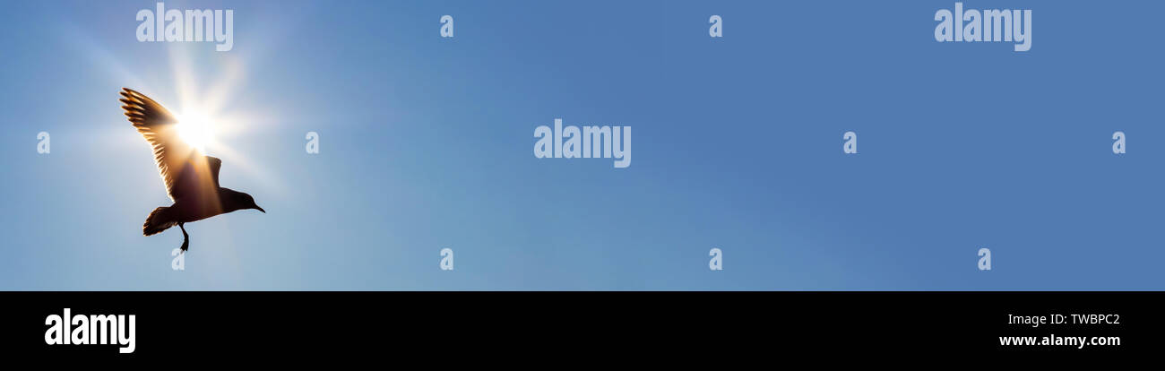 Bannière concept web panoramique silhouette de vol d'oiseaux devant le soleil dans un ciel bleu Banque D'Images