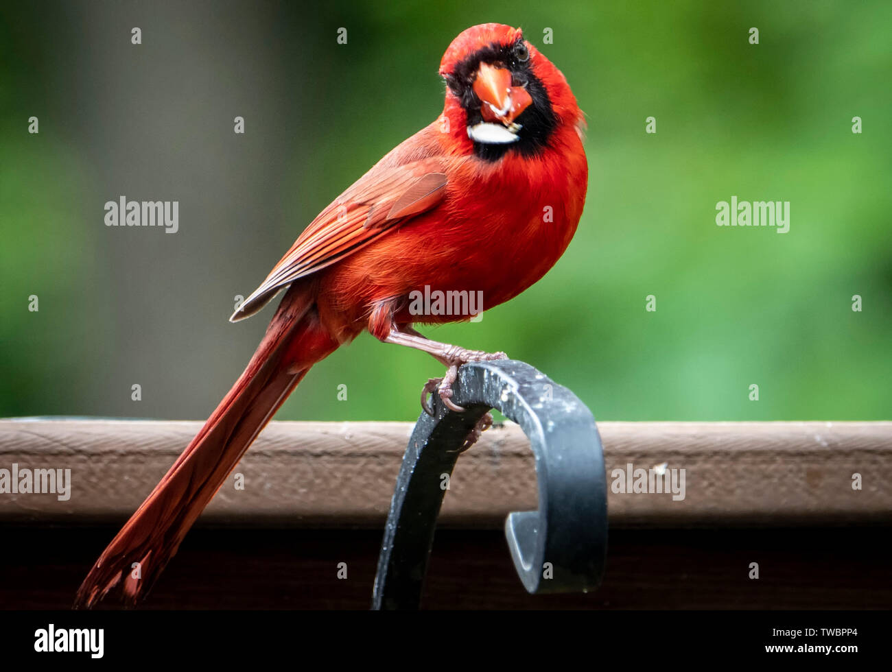 Nourriture pour oiseaux Banque D'Images