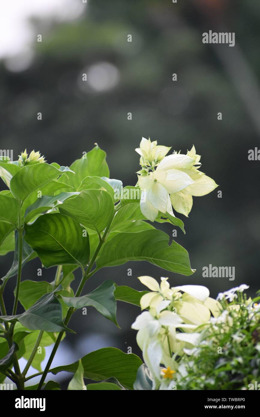 Arrière Plan Flou Et De Beaux Arbres Avec Fleur Blanche Dans