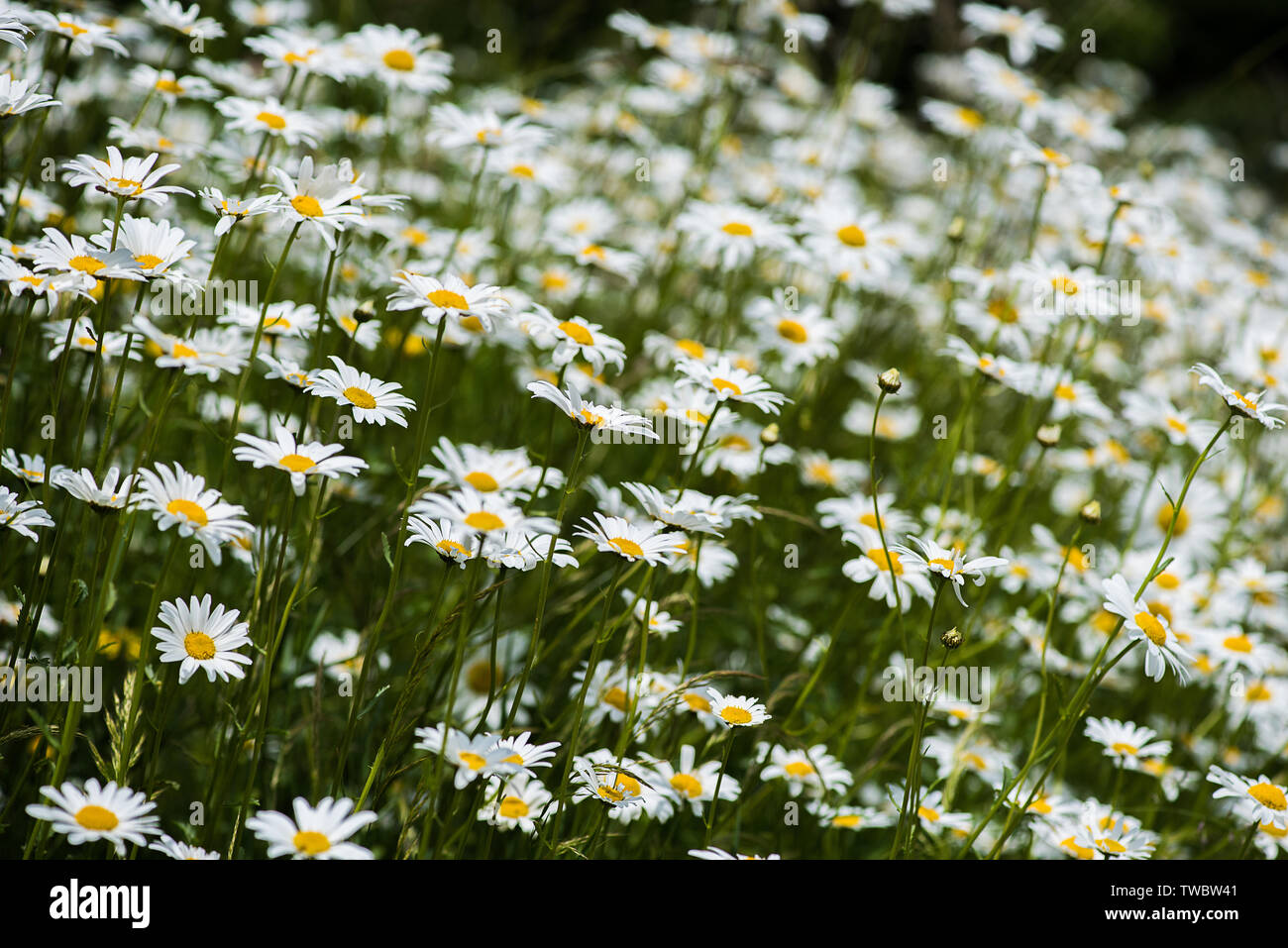 )X-eye Daisies Banque D'Images