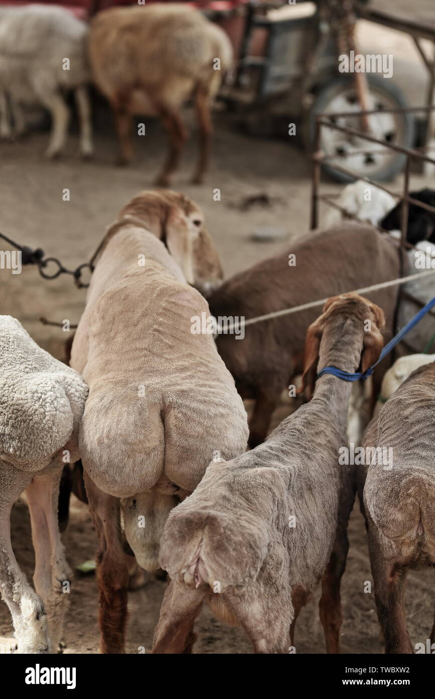 Groupe de larges moutons à queue grasse à vendre. Marché Du BétailHolanXinjiangChine0176