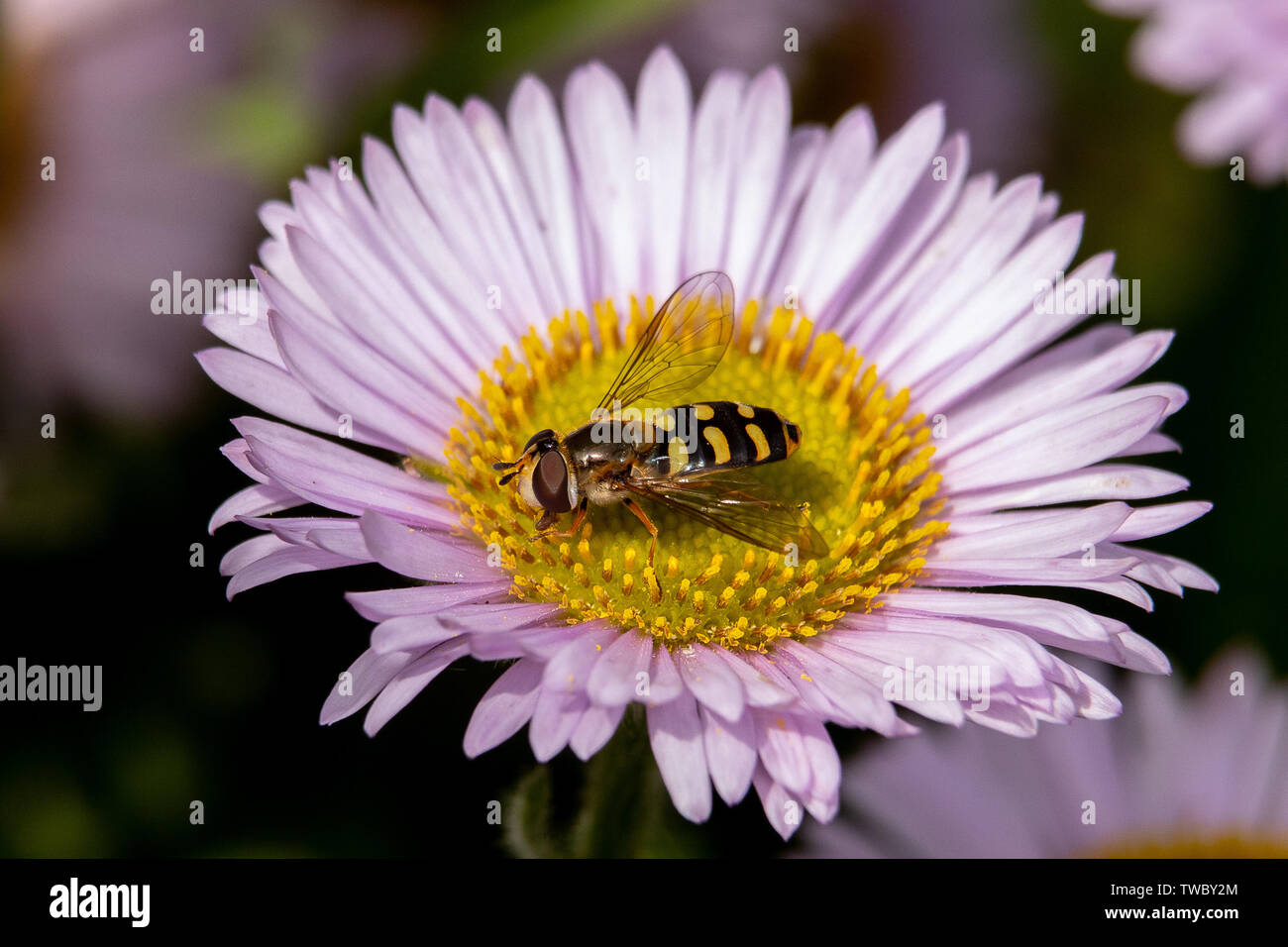 Hoverfly sur fleur la collecte de denrées alimentaires. Banque D'Images