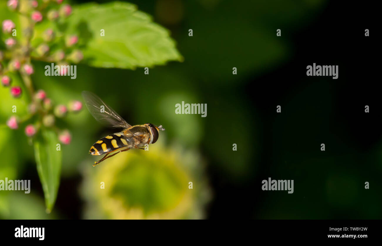 Hoverfly vu en vol à la fleur. Banque D'Images