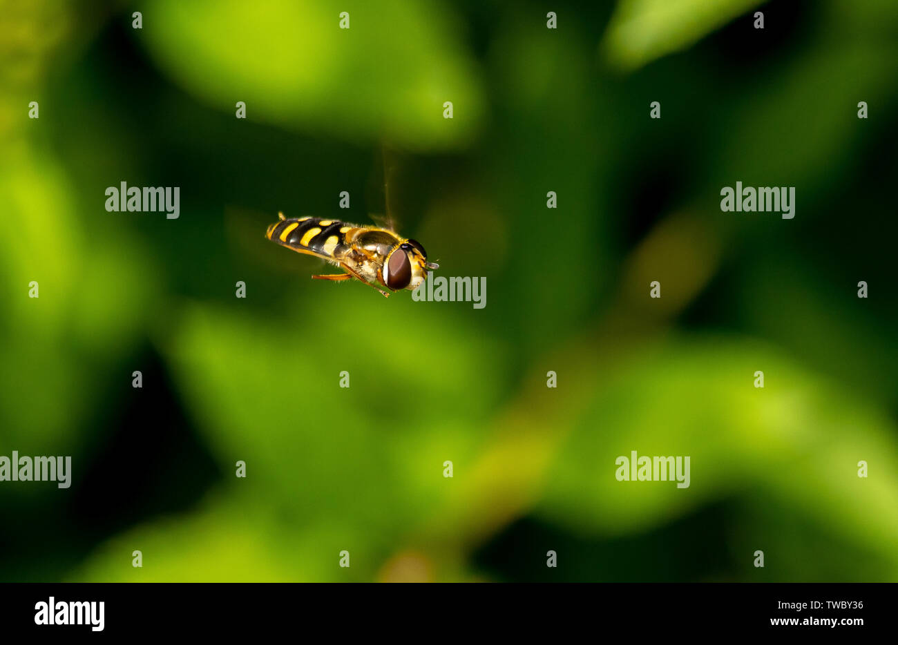 Un hoverfly planant. Banque D'Images