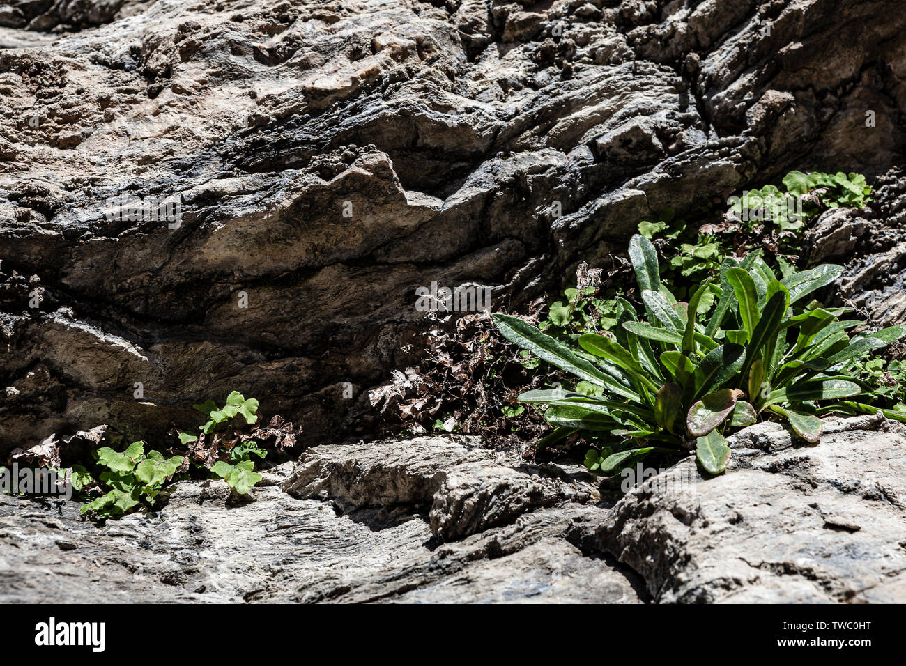 Plusieurs plantes qui a pris racine dans une fissure d'un rocher et il y a grandi protégées par le très rock c'est sa maison. Banque D'Images