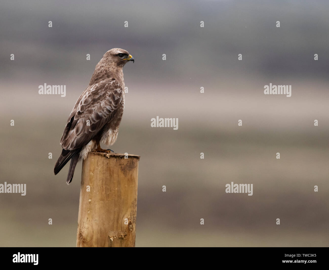 Buse variable (Buteo buteo) perché sur terrain arboré post, North Uist, Hébrides extérieures, en Écosse Banque D'Images