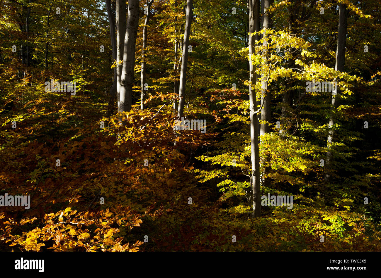 Forêt d'automne. Les arbres colorés sur une journée ensoleillée. Scène de la nature à haut contraste Banque D'Images