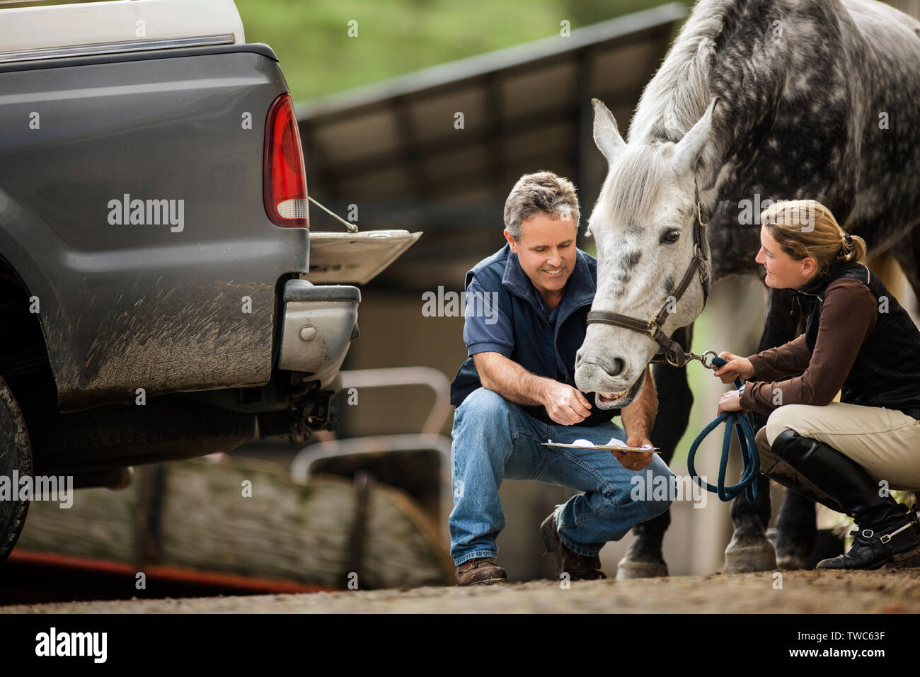 Deux manutentionnaires cheval contrôle et les préparatifs de leur cheval. Banque D'Images