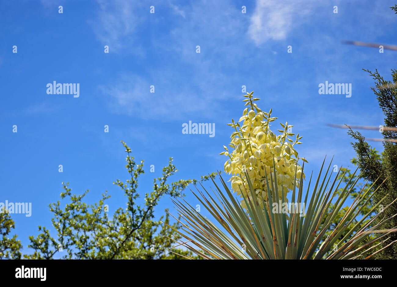 Yucca dans le ciel Banque D'Images