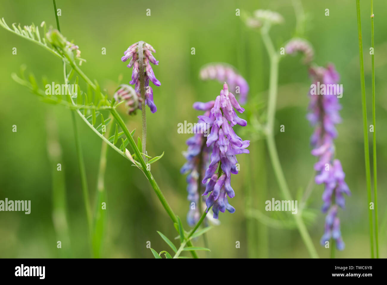 Vicia fleurs violettes à Meadow Banque D'Images