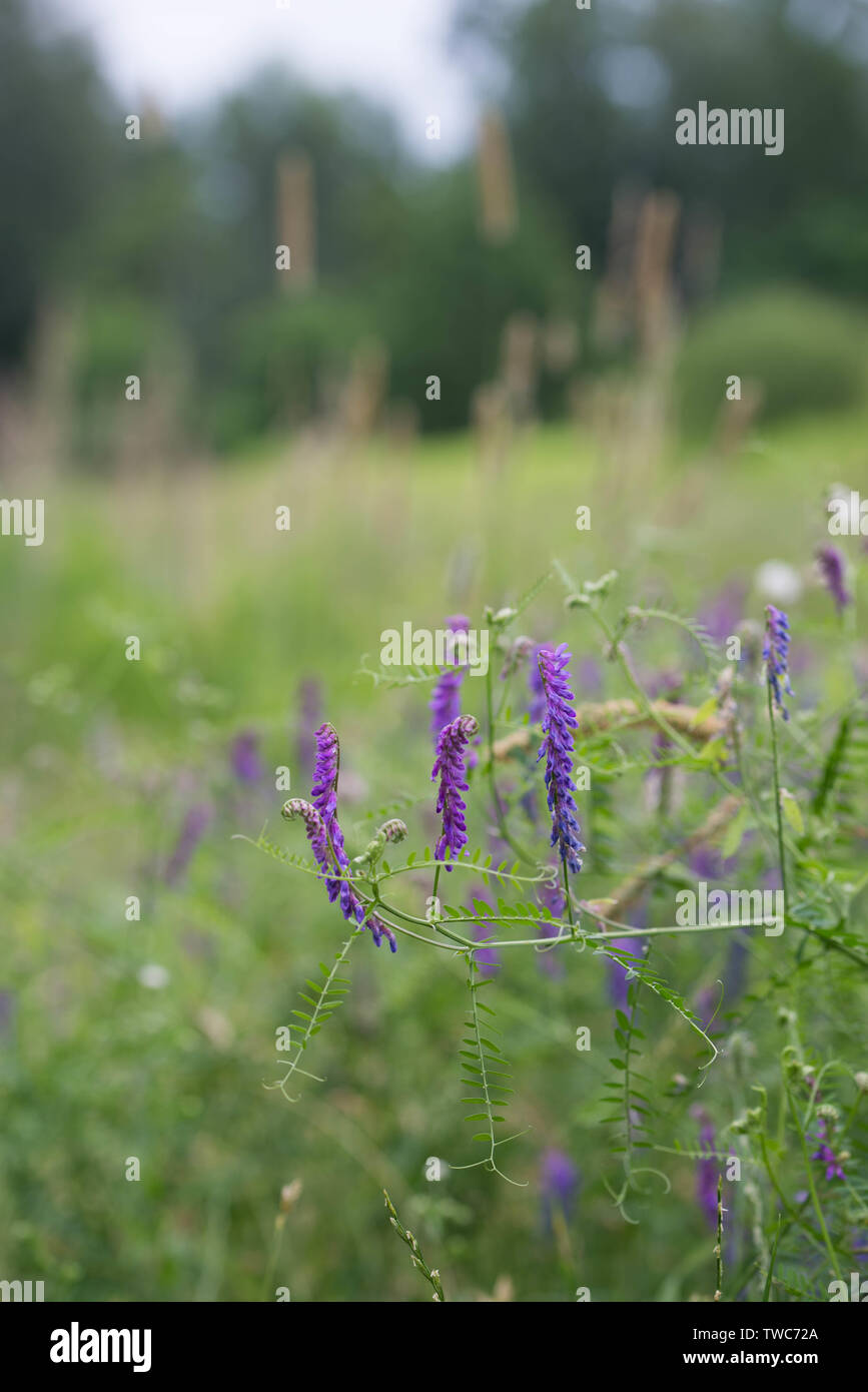 Vicia fleurs violettes à Meadow Banque D'Images
